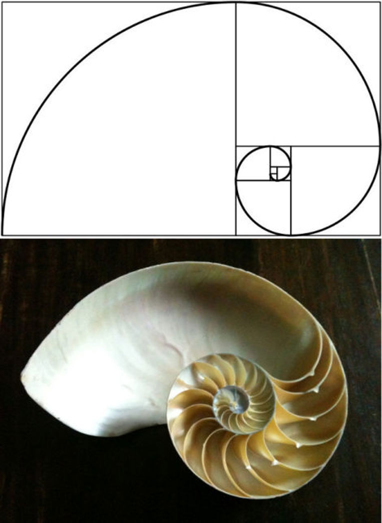 Golden ratio: